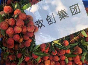 夏日好“枝”味，乐鱼官方网站,乐鱼leyu(中国)
集团发福“荔”啦